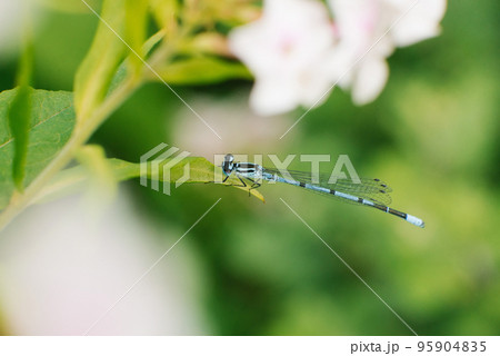 Dragonfly arrow blue sitting on a leaf of grass 95904835