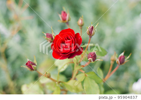 Red flowers spray roses in the summer garden. Flower background 95904837