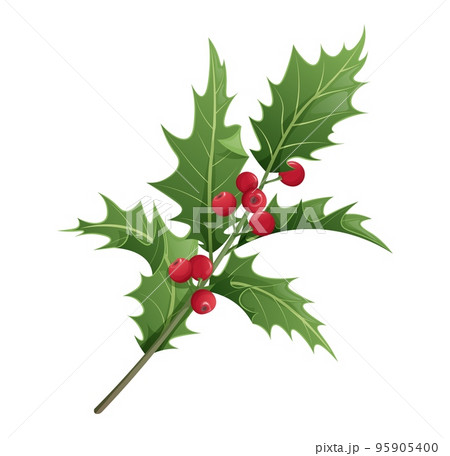 Christmas holly isolated on white background. Christmas and New Year decoration. Vector illustration of plant elements. 95905400