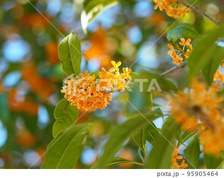 満開のキンモクセイ（秋の木漏れ日とオレンジ色の金木犀の花） 95905464