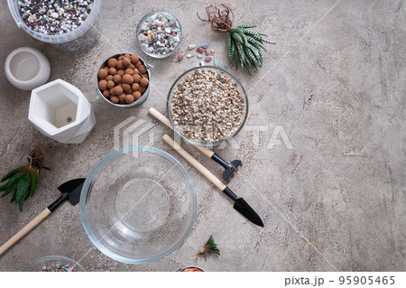 Succulent haworthia Plant with roots ready for planting into White ceramic Pot Succulent haworthia Plant with roots ready for planting into White ceramic Pot 95905465