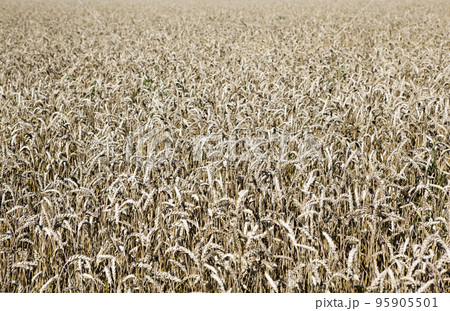 Wheat field in good weather Wheat field in good weather 95905501