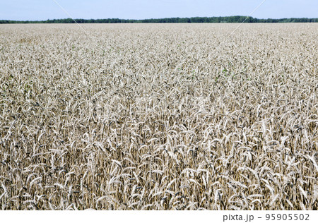 Wheat field in good weather 95905502