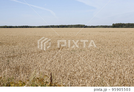 Wheat field in good weather Wheat field in good weather 95905503