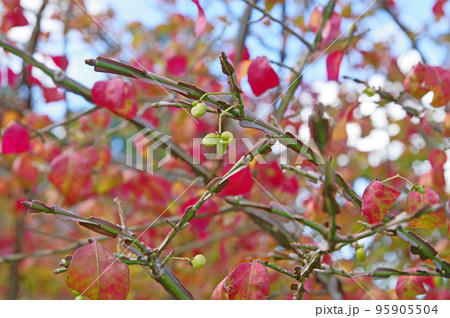 紅葉が美しい枝にコルク質の翼がある落葉低木ニシキギ 紅葉が美しい枝にコルク質の翼がある落葉低木ニシキギ 95905504