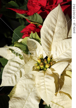 乳白色のポインセチア 95905962