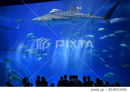 水族館で泳ぐジンベイザメ 水族館で泳ぐジンベイザメ 95905990