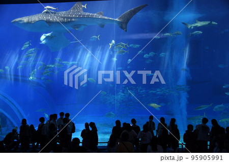 水族館で泳ぐジンベイザメ 水族館で泳ぐジンベイザメ 95905991