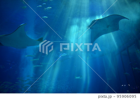 水族館の水槽で泳ぐマンタ	 水族館の水槽で泳ぐマンタ	 95906095
