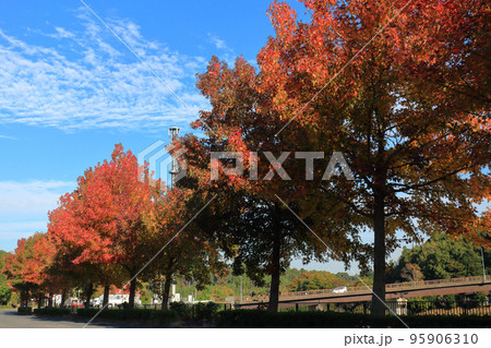 街路樹（モミジバフウ） 95906310