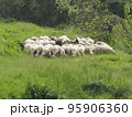 sheep, lambs and goats grazing lush spring grass 95906360