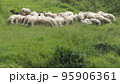 flock of sheep and goats grazing lush spring grass 95906361