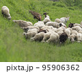 flock of sheep and goats grazing lush spring grass 95906362