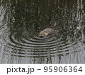 wild coypu swimming in dark tranquil water of marsh 95906364