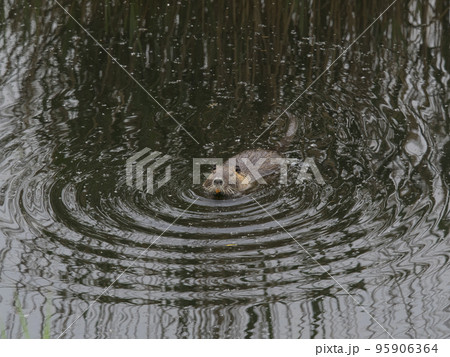 wild coypu swimming in dark tranquil water of marsh wild coypu swimming in dark tranquil water of marsh 95906364