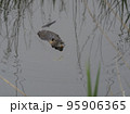 wild coypu swimming in dark tranquil water of marsh 95906365