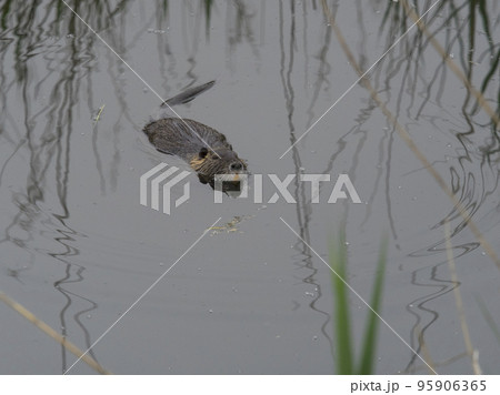 wild coypu swimming in dark tranquil water of marsh wild coypu swimming in dark tranquil water of marsh 95906365