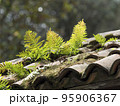 plants (ferns) grown on an old  terracotta tiles roof 95906367