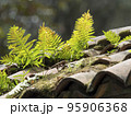 plants (ferns) grown on an old  terracotta tiles roof 95906368