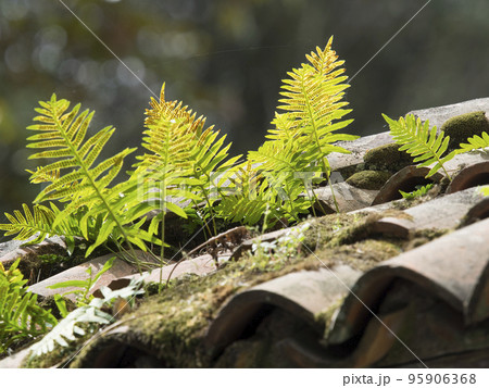 plants (ferns) grown on an old terracotta tiles roof plants (ferns) grown on an old terracotta tiles roof 95906368