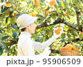 柿畑で柿の採果をしている白セーターのシニア女性　バストアップ 95906509