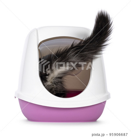 Litterbox with cat on white background Litterbox with cat on white background 95906687