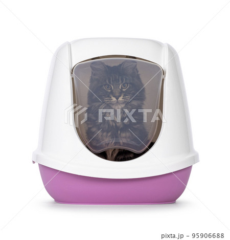 Litterbox with cat on white background Litterbox with cat on white background 95906688