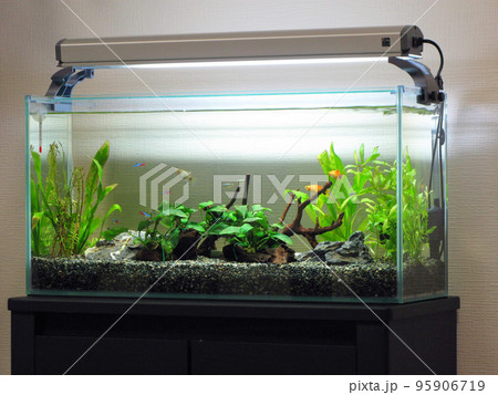 熱帯魚水槽・アクアリウム 熱帯魚水槽・アクアリウム 95906719
