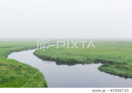 morning landscape, a vast meadow with lush grass is hidden by fog 95906730