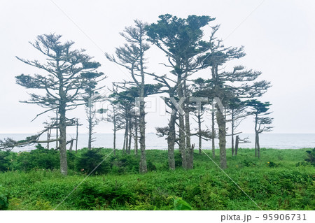 coastal landscape of Kunashir island with woodlands curved by the wind coastal landscape of Kunashir island with woodlands curved by the wind 95906731