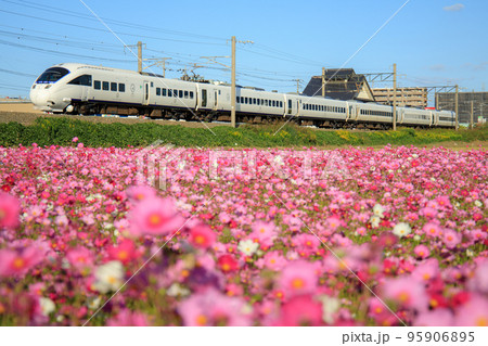 満開のコスモスと885系特急電車（JR九州） 95906895