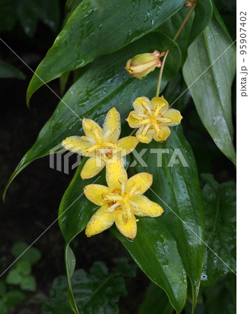 キバナノツキヌキホトトギスの黄色い花 95907402