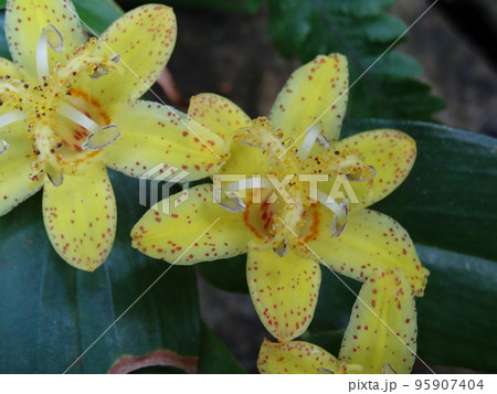 キバナノツキヌキホトトギスの黄色い花 95907404