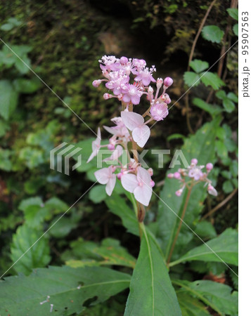 クサアジサイの花 クサアジサイの花 95907563