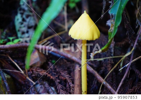 キイボカサタケ 黄疣傘茸 キノコ 梅田鉱山 津久原鉱山 キイボカサタケ 黄疣傘茸 キノコ 梅田鉱山 津久原鉱山 95907853
