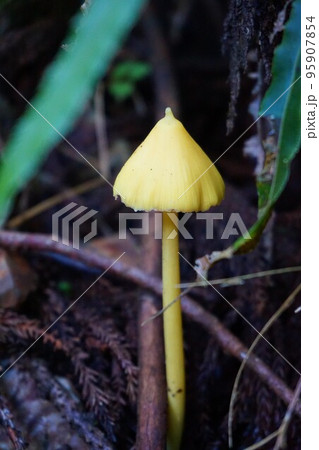 キイボカサタケ　黄疣傘茸　キノコ　梅田鉱山　津久原鉱山　 95907854