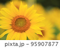 向日葵 95907877