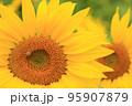 向日葵 95907879