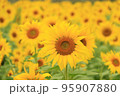 向日葵 95907880