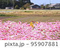 コスモス 95907881