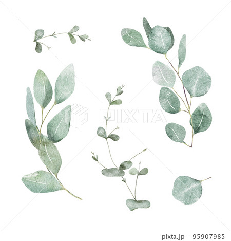 Modern watercolor eucalyptus branches clipart set, great design for wedding, cards, decorations. Hand-painted sage green floral illustrations isolated on white background. Elegant, trendy style. 95907985