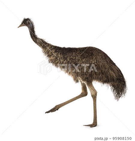 Emu bird on white background 95908150