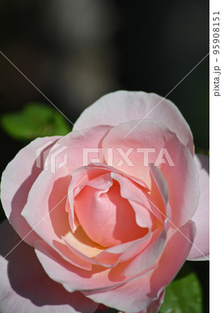 秋のバラ 秋のバラ 95908151