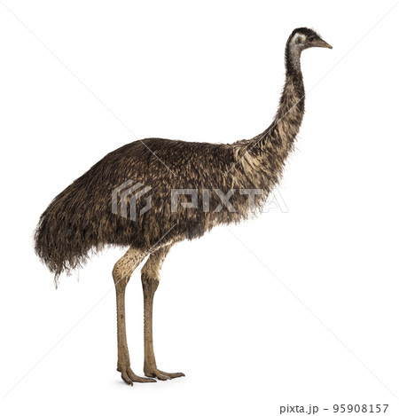 Emu bird on white background Emu bird on white background 95908157
