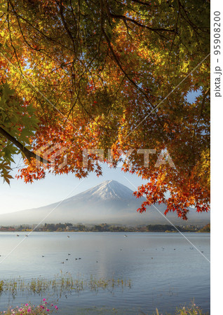 富士山と紅葉のはじまり（河口湖_縦） 95908200