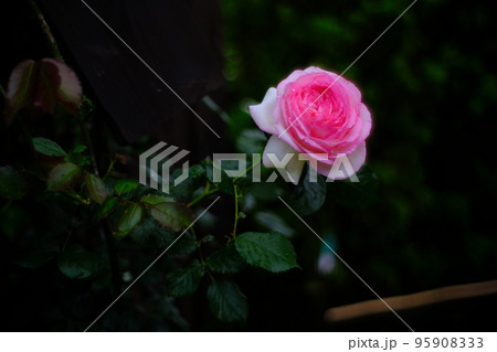 バラ 薔薇 バラ 薔薇 95908333