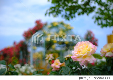 薔薇 バラ 95908334