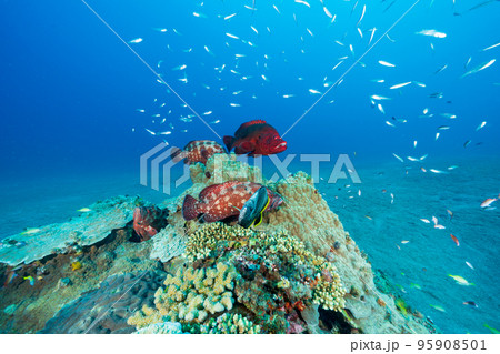 小笠原 アザハタとユウゼン 小笠原 アザハタとユウゼン 95908501