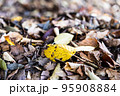 黄色が中心の落ち葉の絨毯 95908884