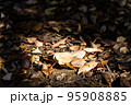 光で照らされる落ち葉 95908885